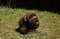 Close up portrait of a beaver grooming itself