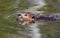 Close up portrait of a beaver swimming in a marsh