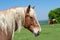 Close-up portrait of a Belgian Draft Horse