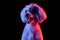 Close-up portrait of beuatiful dog isolated on black studio background in pink neon light. Concept of beauty, domestic