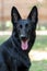 Close up portrait of big black dog smiling with mouth opened and dark spot on the tongue, looking right to the camera.