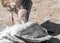 Close-up portrait of big gray brown seagull eating another dead bird on shore on a summer sunny day. Useful shoreline caregiver