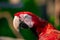 Close up portrait of a big red green-winged macaw parrot. Exotic tropical birds