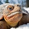 Close up portrait of a big turtle in the snow in winter