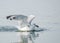 Close-up portrait of big white and gray seagull bird caught a fish on the water on a sunny summer day.