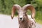 Close up portrait of bighorn sheep