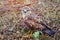 Close-up portrait of a bird of prey nestling in its natural habitat, camouflage protective coloring of the bird merges with the