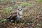 Close-up portrait of a bird of prey nestling in its natural habitat, camouflage protective coloring of the bird merges