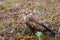 Close-up portrait of a bird of prey nestling in its natural habitat - in the wild, sitting in a meadow