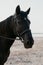 Close-up portrait of black beautiful harnessed horse. Farm animal, ranch, sport concept