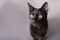 Close up portrait of black big eyed house pet cat