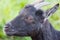 Close up portrait of black Cameroon goatling animal with green blurry background