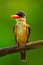 Close up portrait of Black-capped Kingfisher