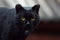 Close-up portrait of a black cat. The cat has yellow eyes and white whiskers. Macro