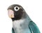 Close-up portrait of a Black Cheecked Lovebird â€“ Agapornis Nigrigenis â€“ Blue mutation
