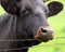 Close up portrait of a black cow with brown nose