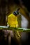 Close up portrait of Black-crested Bulbul