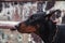 Close-up portrait of black dog doberman in the city