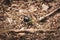 A close up portrait of a black dung beetle between the forest debris on a dirt road in the woods