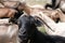 Close up portrait of black goat starring at the camera