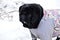 Close-up portrait of black pug against white snow landscape, intelligent muzzle in snow