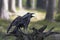 Close-up portrait of black raven