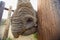 Close up portrait of a black rhino nose and nostrils