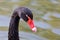 Close up portrait of black swan Cygnus atratus.