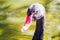 Close up Portrait of a black swan Cygnus atratus