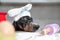 Close up portrait of black and tan dachshund baker in white chef hat putting its head on the kitchen table, all in flour. Cooking