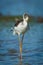 Close up portrait of Black-winged Stilt