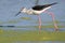 Close up portrait of black winged stilt with red legs.