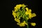 Close-up Portrait of a blossoming rapeseed