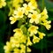 Close-Up Portrait of a blossoming true Oxlip