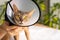 Close-up portrait of a blue Abyssinian cat with an cone, which is carefully held in his hands by the man owner. Animal healthcare