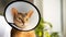 Close-up portrait of a blue Abyssinian cat with an cone, which is carefully held in his hands by the man owner. Animal healthcare