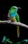 Close up portrait of Blue-bearded Bee-eater