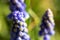 A close up portrait of blue bell hyacinth flowers standing fairly close to eachother. The flowers are purple, yellow and blue and