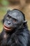 Close up Portrait of Bonobo