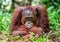 A close up portrait of the Bornean orangutan