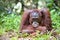 A close up portrait of the Bornean orangutan Pongo pygmaeus in the wild nature. Central Bornean orangutan Pongo pygmaeus wurmb