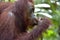 A close up portrait of the Bornean orangutan Pongo pygmaeus in the wild nature. Central Bornean orangutan Pongo pygmaeus wurmb