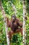 A close up portrait of the Bornean orangutan under rain