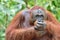 Close up Portrait of Bornean orangutan in the wild nature.