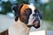 Close-up portrait brindle and white purebred Boxer dog