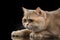 Close-up Portrait British Cat Gold Chinchilla, in Profile, Isolated Black