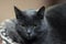 Close up portrait of British Shorthair cat. Blur background, indoors, impressive harsh and severe cat look.