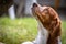 Close up portrait of brittany spaniel female dog portrait