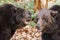 Close up portrait of Brown bears