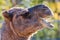 Close up portrait of a brown camel\\\'s head.